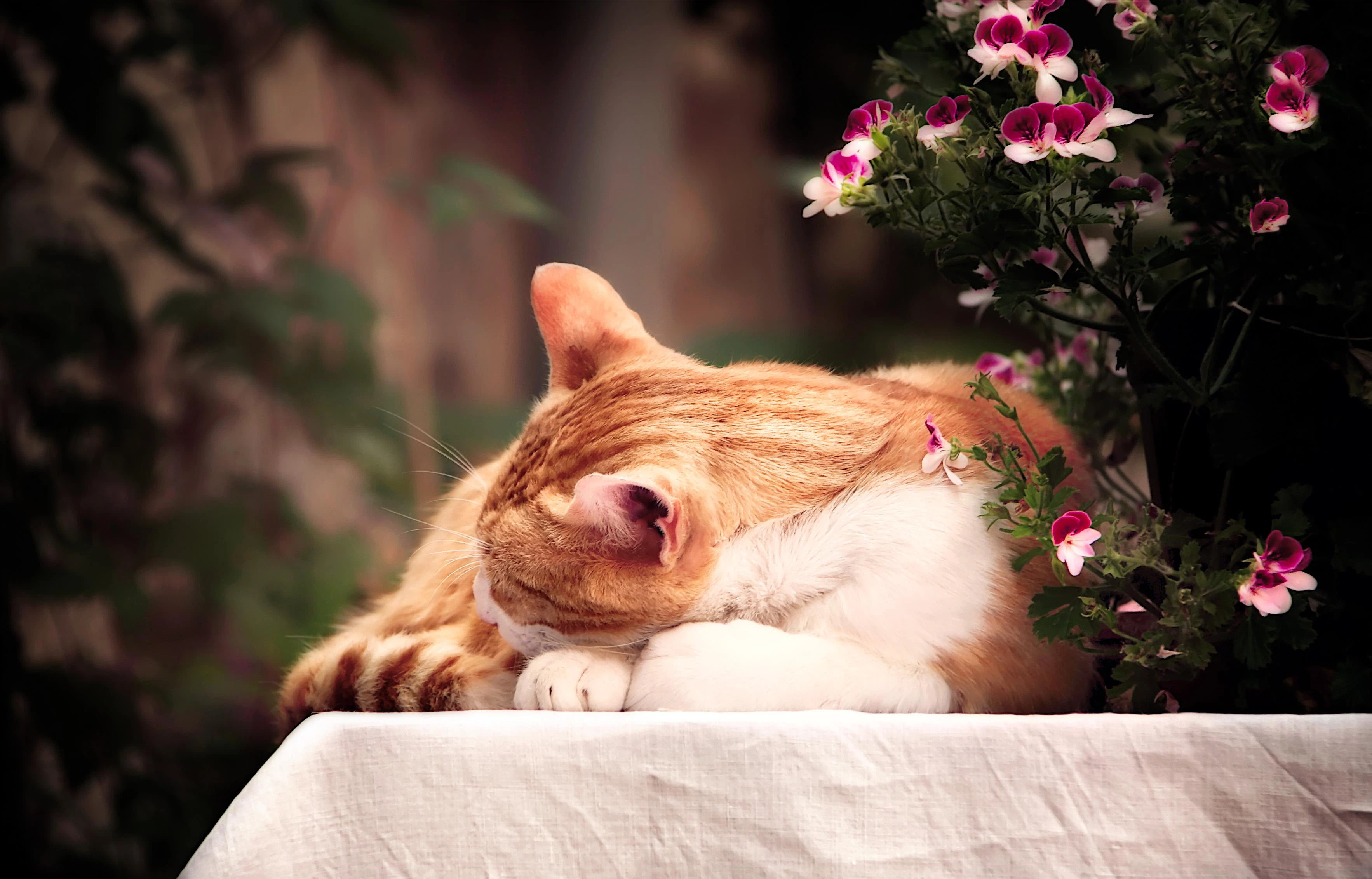 Canva - Orange Tabby Cat(1)
